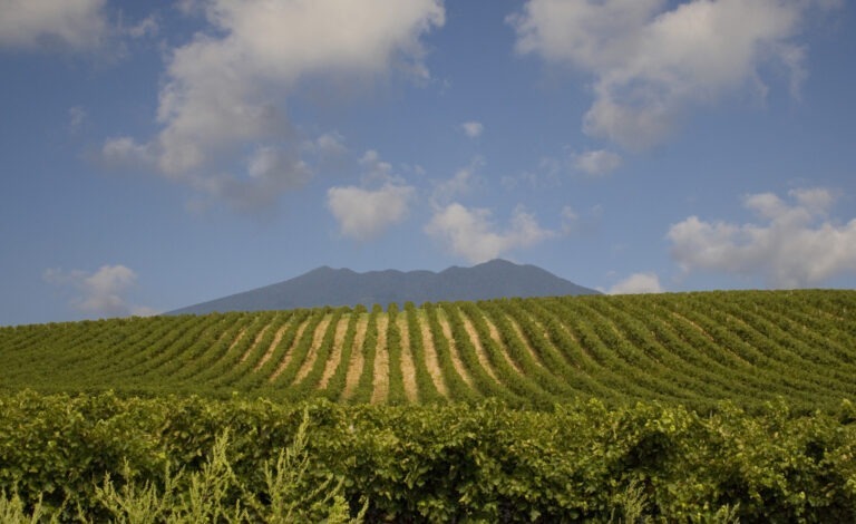 vigneti cantina di venosa