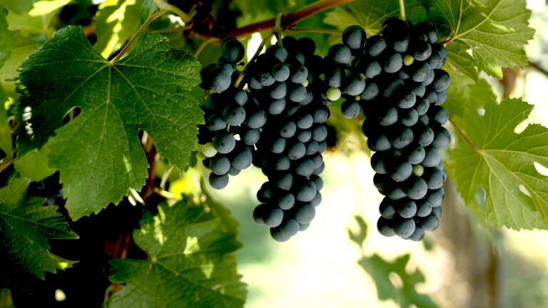 CH Vigna del Cristo Sorbara grappolo CAVICCHIOLI