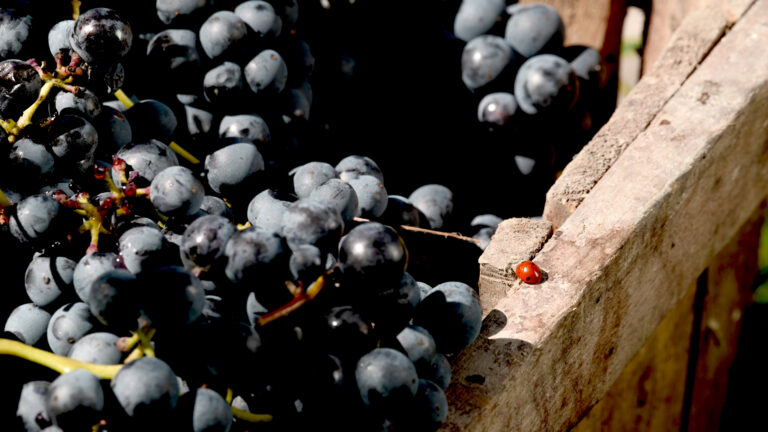 CH Vigna del Cristo uva coccinella CAVICCHIOLI