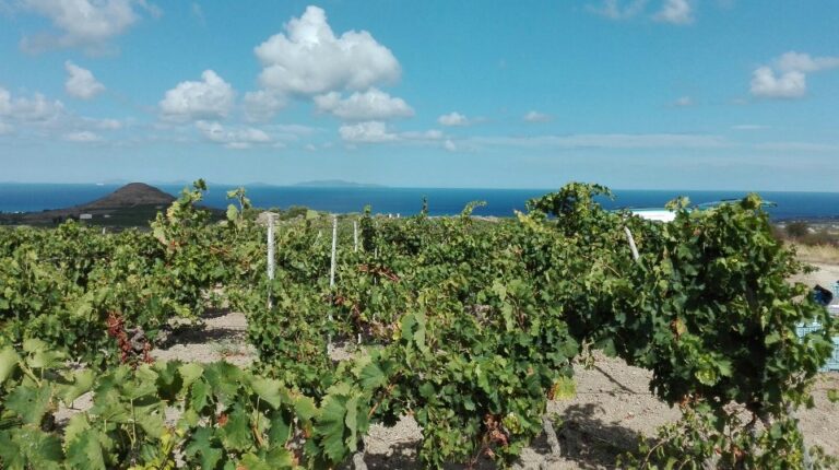Cantina Fara