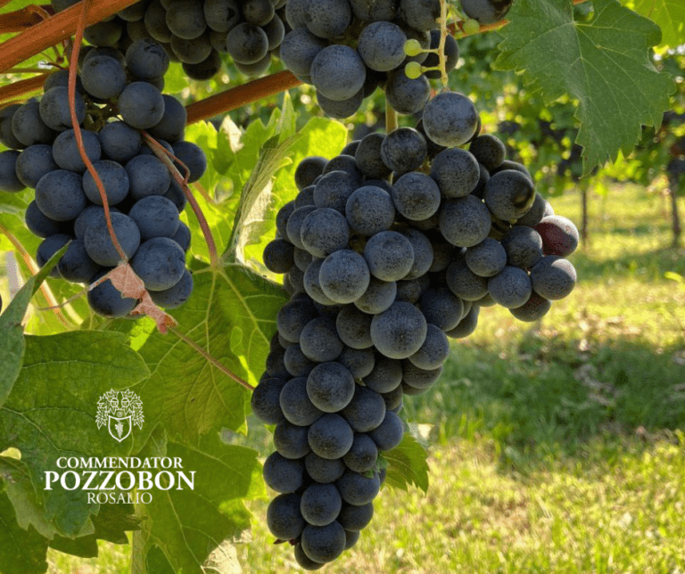 Grapes - 1 POZZOBON