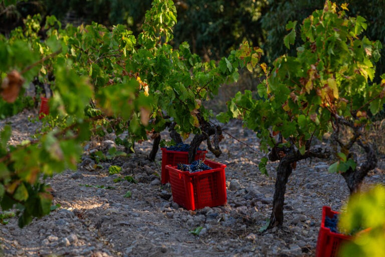 vendemmia 2023 quartomoro