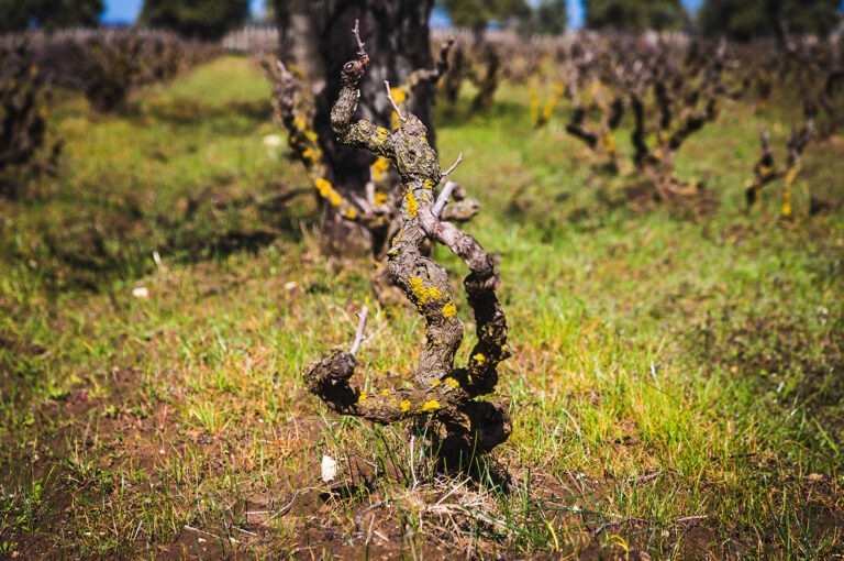 Polvanera, Gioia del Colle, primitivo, vino, wine, cellar, vineyards