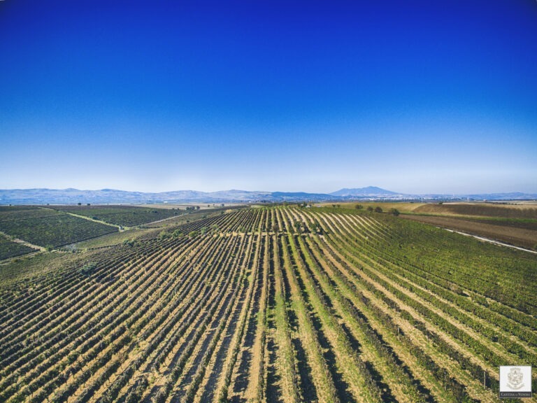 cantina di venosa
