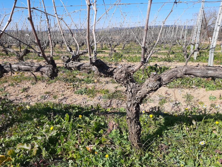 2 Crediti Cantina del Mandrolisai
