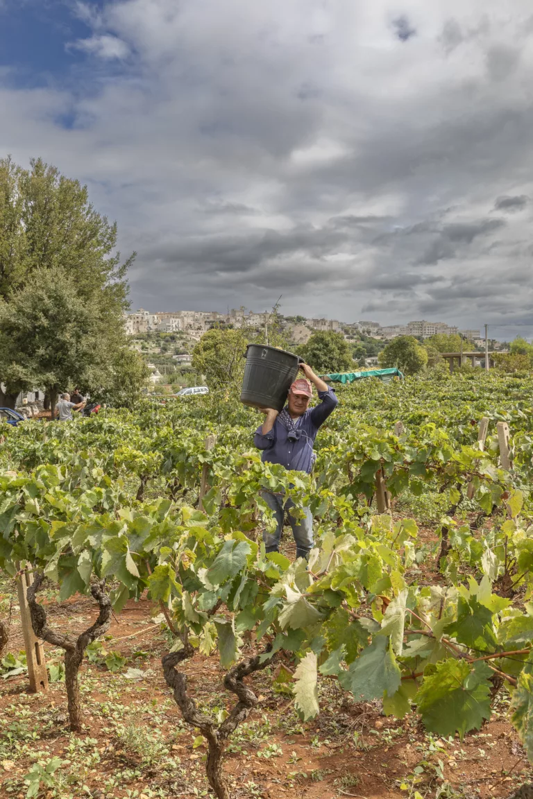 fote terre del vino 3 upal cisternino (3)