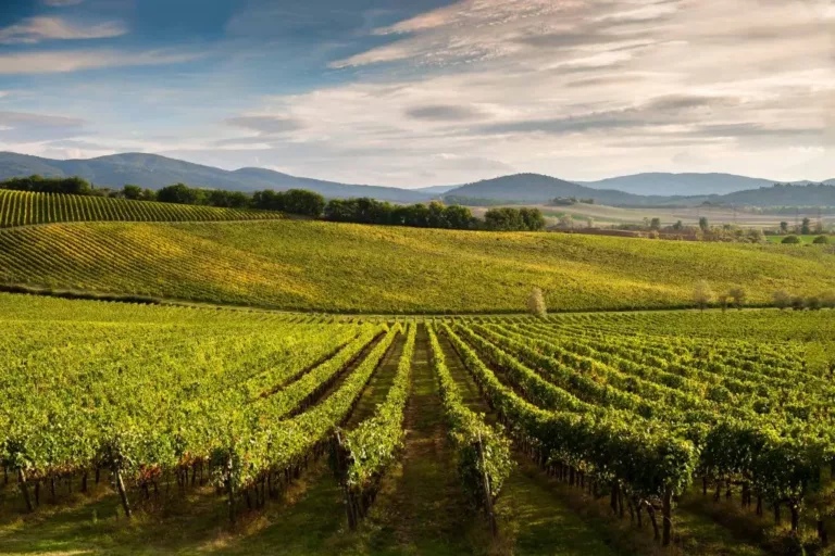 vino vinitaly consorzio chinti colli senesi (8)