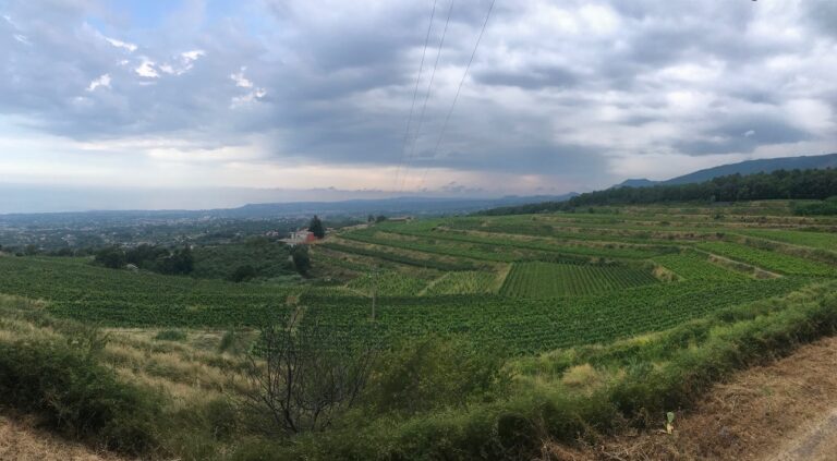 MILO, vigneti a terrazza