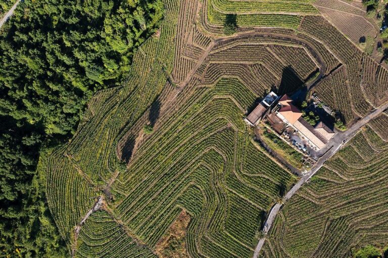Maugeri, le vigne a Milo dell'azienda Maugeri, 2 (ph. Alfio Garozzo), mm