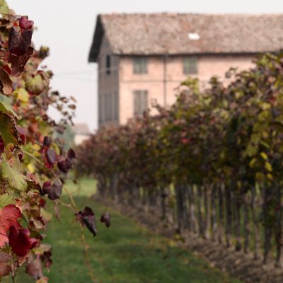 CH Vigna del Cristo vigna autunno CAVICCHIOLI