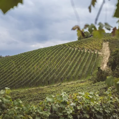 Cantine di Nizza