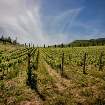 Studio CLOU-panoramiche vigne (7)