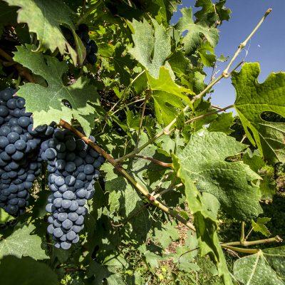 Vigneti-2303 CAVICCHIOLI
