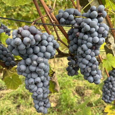antiche cantine3