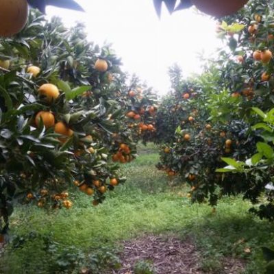 b_Aziende_2036_6