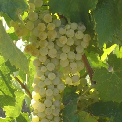 bianco-mastarna-1-768x1024