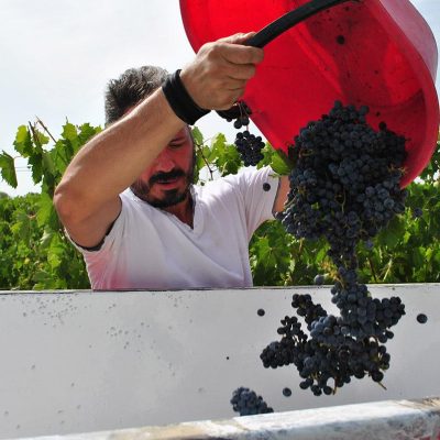la luteraia