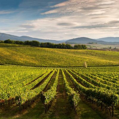 vino vinitaly consorzio chinti colli senesi (8)